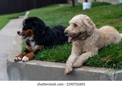 Bernese Mountain Dog And Golden Doodle Laying Together In The Grass