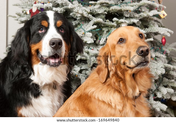 bernese and golden retriever