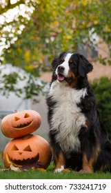 Bernese mountain dog with halloween pumpkins. Dog and pumpkins.