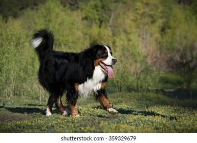 Bernese Mountain Dog Happily Walking On Grass