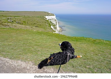 Bernese Mountain Dog having a break on White Cliffs of Dover walk - Powered by Shutterstock