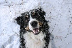 Bernese Mountain Dog Head With Snow On A Nose On Winter Snowy Weather. Funny Pet Walking 