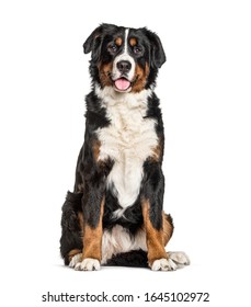 Bernese Mountain Dog, Isolated On White