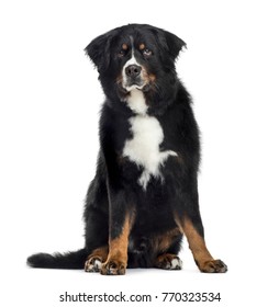 Bernese Mountain Dog, Isolated On White