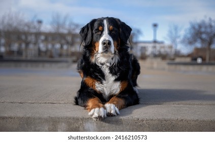 Bernese Mountain Dog laying down in a parc in montreal - Powered by Shutterstock