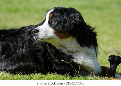 Bernese Mountain Dog Laying Gin The Grass And Looking Back