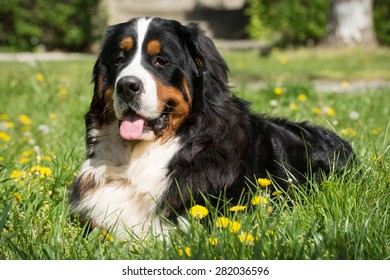 Bernese Mountain Dog Laying On Grass