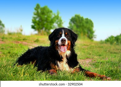 Bernese Mountain Dog Laying On Grass