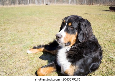 Bernese Mountain Dog Laying In The Yard