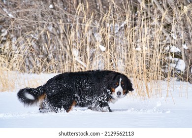 Bernese Mountain Dog Looking Back At A Snowfield.	