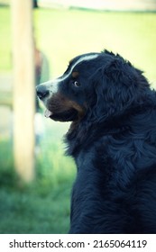 Bernese Mountain Dog Looking Back At Us