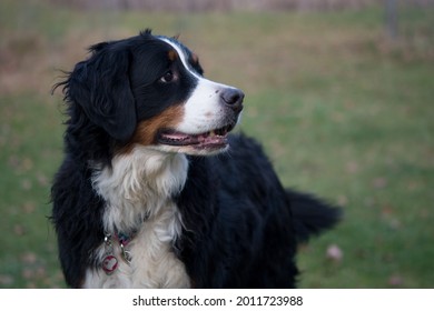 Bernese Mountain Dog Looking To The Side