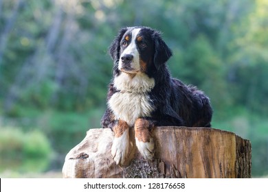 Bernese Mountain Dog lying on stump