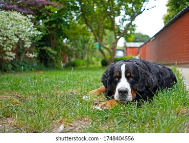 Bernese Mountain Dog Lying On The Grass In The Back Yard 