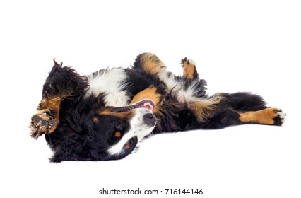 Bernese Mountain Dog Lying On His Back