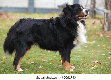 Bernese mountain dog lying on grass during  fall day