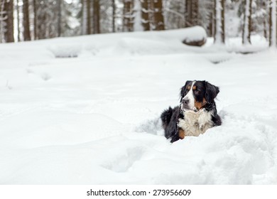 Bernese Mountain Dog Lying In The Snow