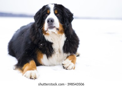 Bernese mountain dog lying in the snow (white background)