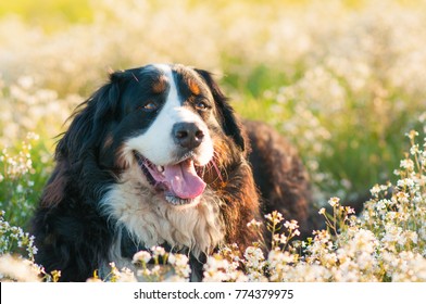Bernese Mountain Dog in the meadow full of flowers