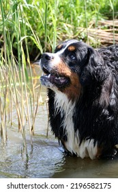 Bernese Mountain Dog On The Beach