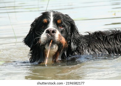 Bernese Mountain Dog On The Beach