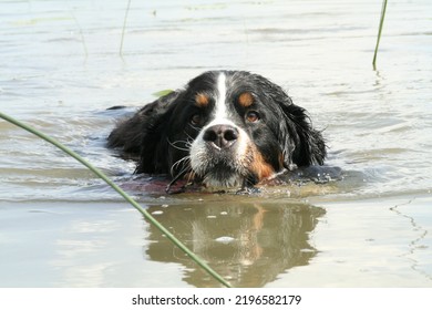 Bernese Mountain Dog On The Beach