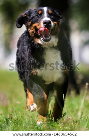 Dog breed Bernese Mountain Dog