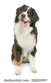 Bernese Mountain Dog On A White Background