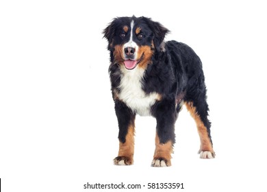 Bernese Mountain Dog On A White Background