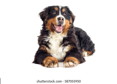 Bernese Mountain Dog On White Background Stock Photo 587055950 ...