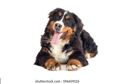 Bernese Mountain Dog On White Background Stock Photo 596659526 ...