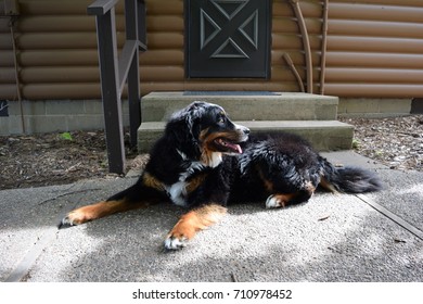 Bernese Mountain Dog Outside Lake Cabin In Northern Minnesota 