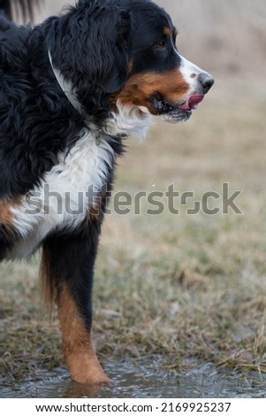 Similar – Dog breed Bernese Mountain Dog