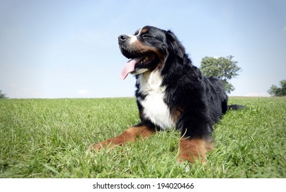 Bernese Mountain Dog In The Park