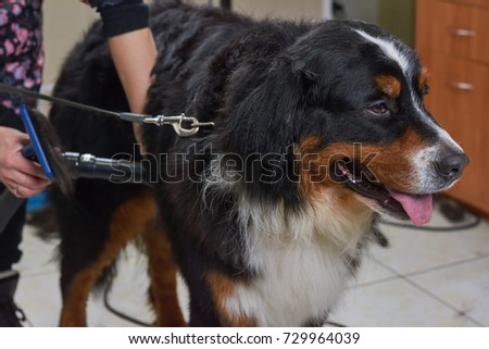 Bernese Mountain Dog Pet Salon Cute Stock Photo Edit Now