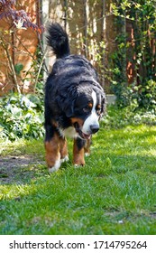 Bernese Mountain Dog Playing In The Back Yard. 