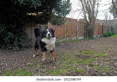 Bernese Mountain Dog Playing In The Back Yard 