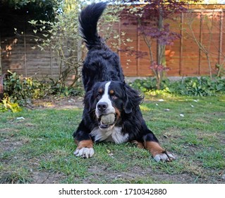 Bernese Mountain Dog playing in the garden with the tennis ball. 