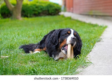 Bernese Mountain Dog Playing With A Toy In The Back Yard. 