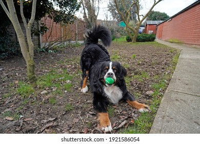 Bernese Mountain Dog Plying With The Ball In Back Yard 