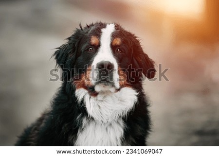Bernese mountain dog portrait in spring in the Swiss Alps. Happy young Bernese puppy.