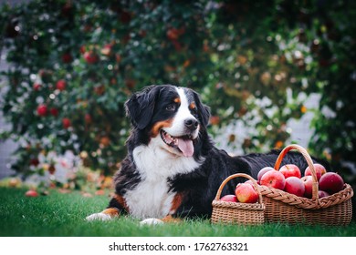 犬 りんご の写真素材 画像 写真 Shutterstock