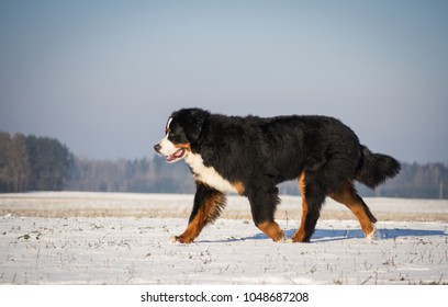 Bernese Mountain Dog Posing In The Snow.