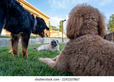 Bernese Mountain Dog, Pug And Golden Doodle Playing In The Backyard Of A Home