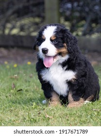Bernese Mountain Dog Pup close up sitting in the grass