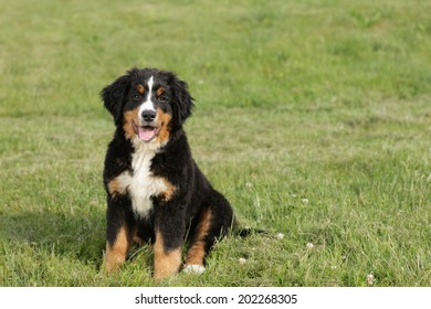 Bernese Mountain Dog Puppy
