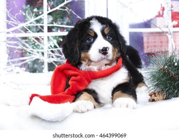 340 Christmas Puppies Bernese Mountain Dog Images, Stock Photos ...