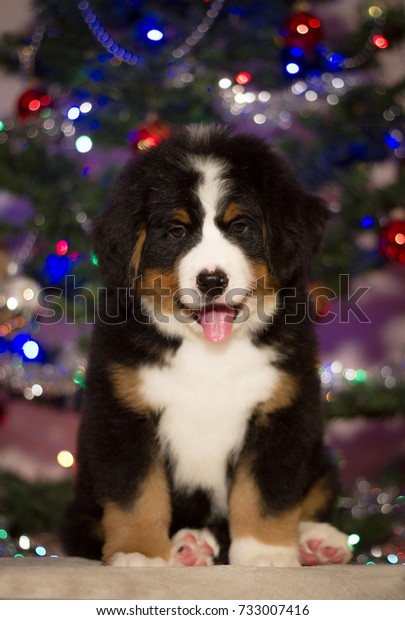 Bernese Mountain Dog Puppy Christmas Tree Stock Photo (Edit Now) 733007416