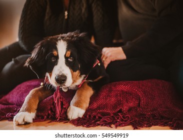 Bernese Mountain Dog Puppy With Family 