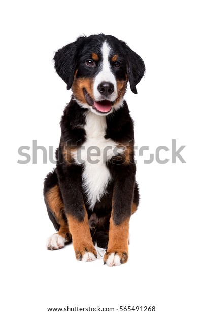 white bernese mountain dog